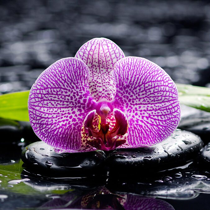 A purple flower sitting on top of some water